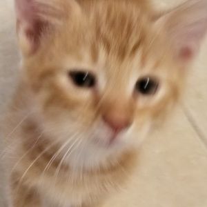 Meet your Posher, Annette